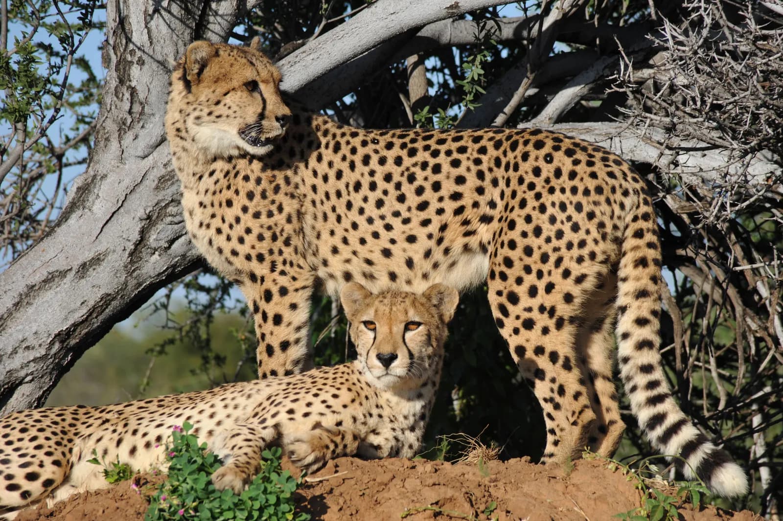 Two wild cheetahs resting together under a tree in the african savanna wilderness habitat