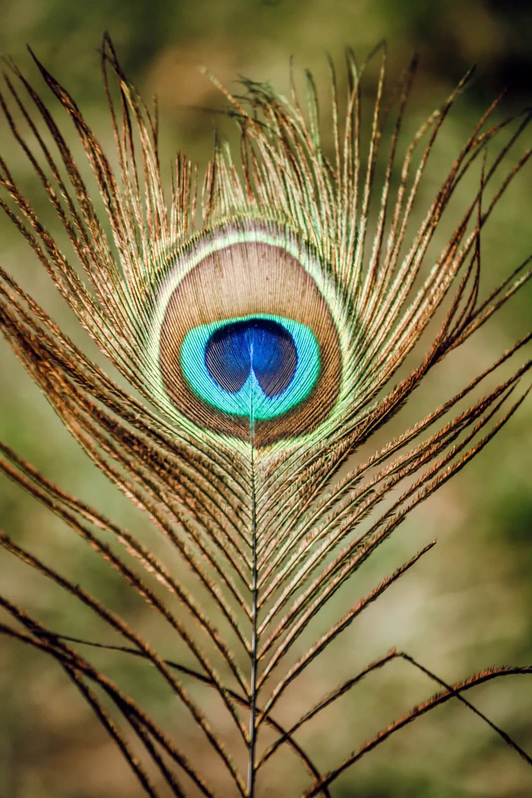Close up of vibrant peacock feather with striking blue and green eye pattern