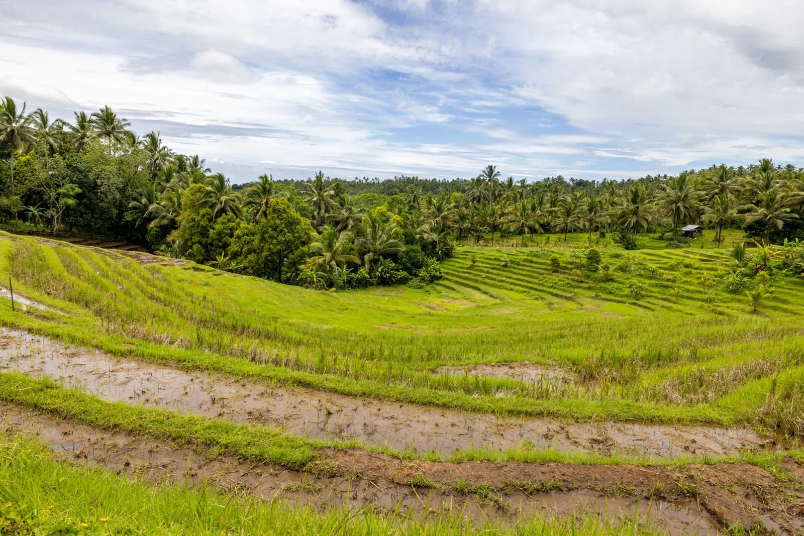 Lush green rice terraces in bali with tropical palm trees and cloudy sky landscape view