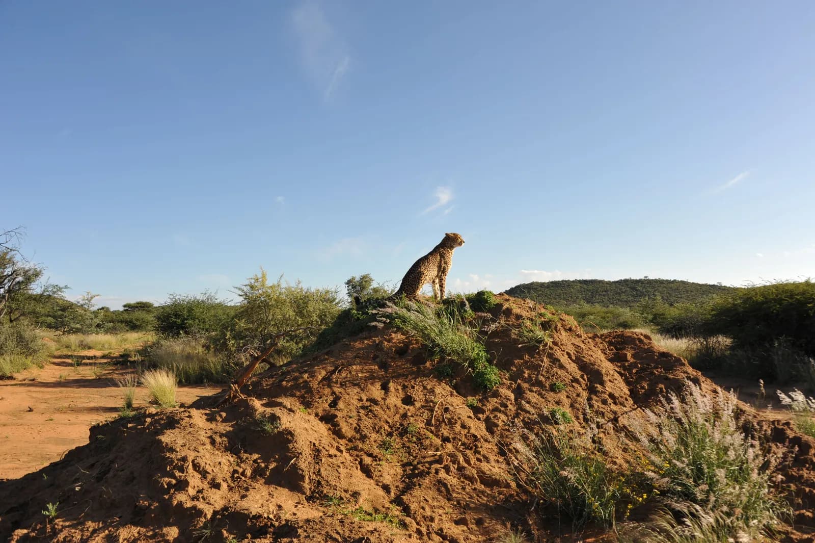 Wild cheetah standing on a termite mound in the african savanna landscape under clear blue sky