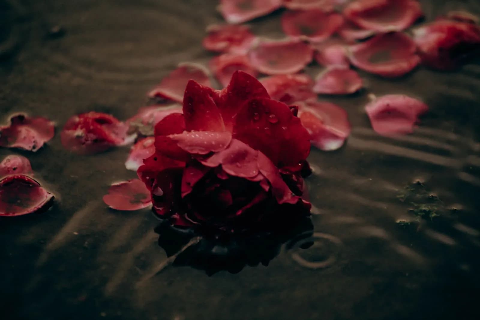 Red rose flower and scattered petals floating on dark water surface with gentle rain ripples