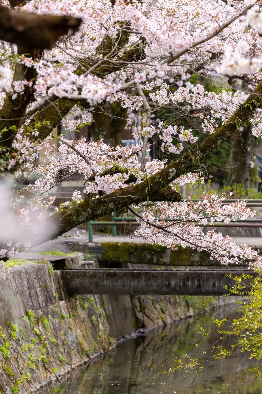 Cherry blossoms blooming over a stone canal in japan during the spring season