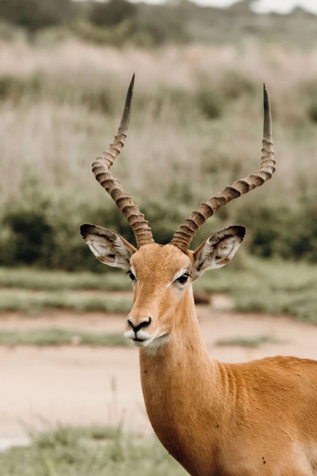 Portrait of a wild male impala antelope with large spiral horns standing in the african savanna