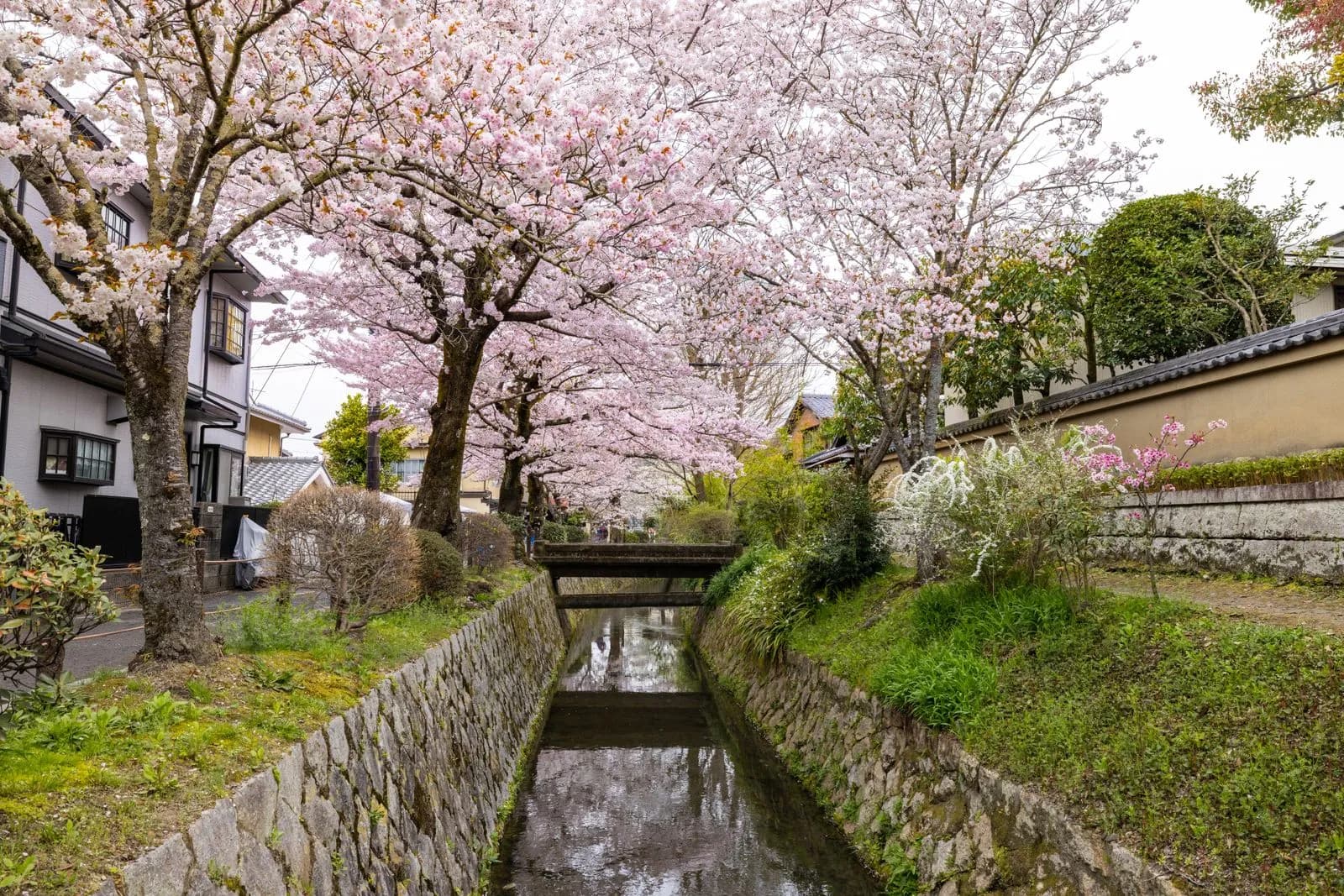 Scenic canal lined with blooming cherry blossom trees in a traditional japanese village setting