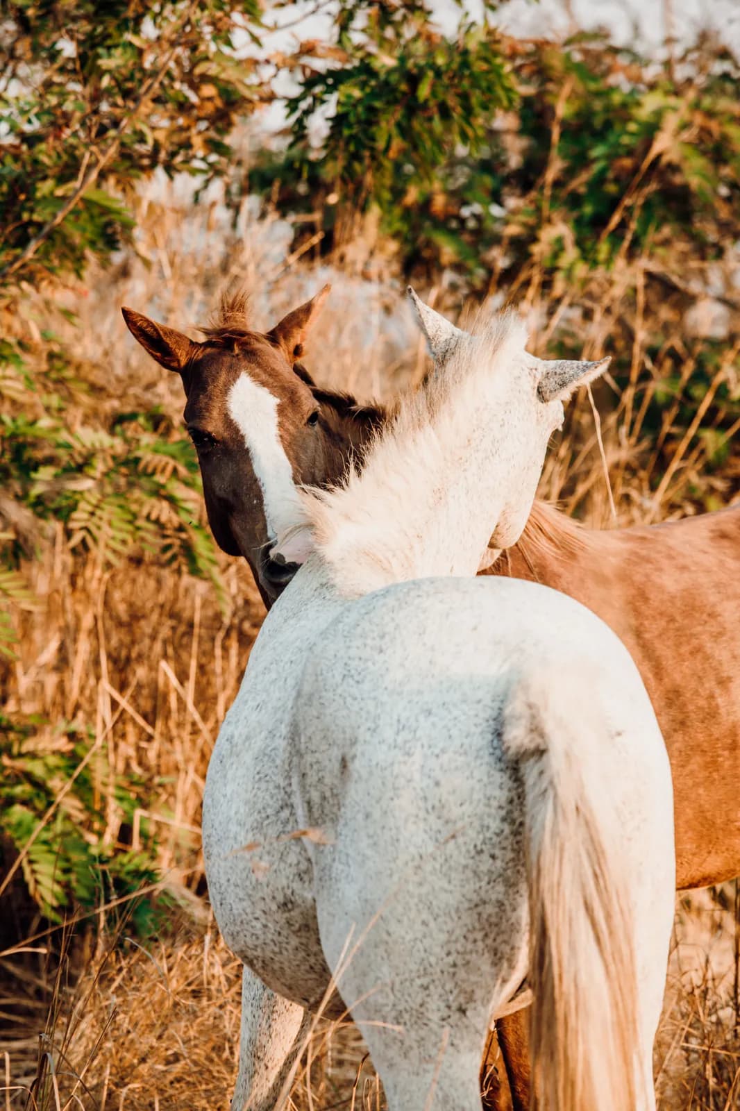 Two horses nuzzling affectionately in a natural grassy field during summer