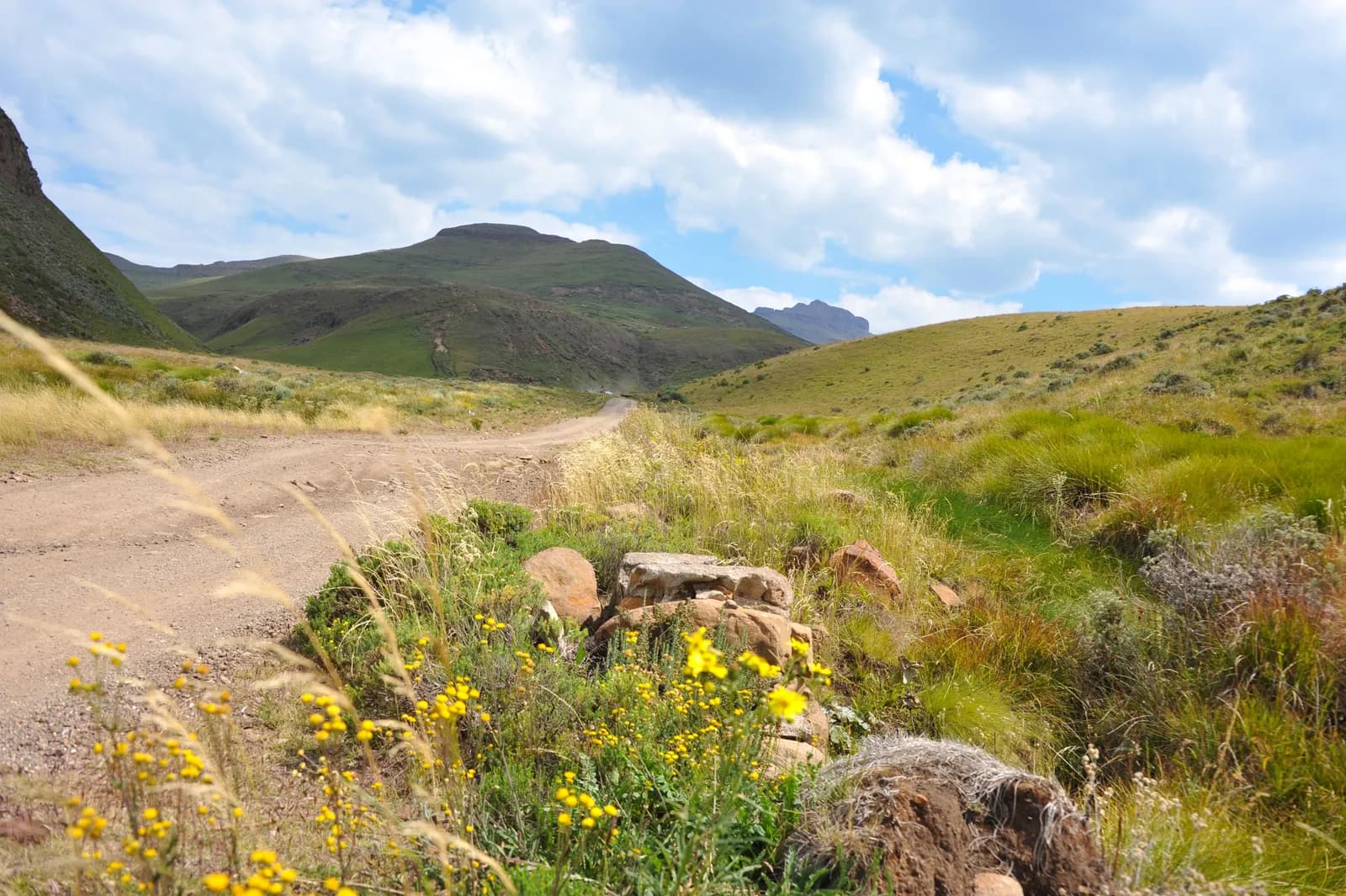 Scenic dirt road winding through a grassy mountain valley with yellow wildflowers in the foreground