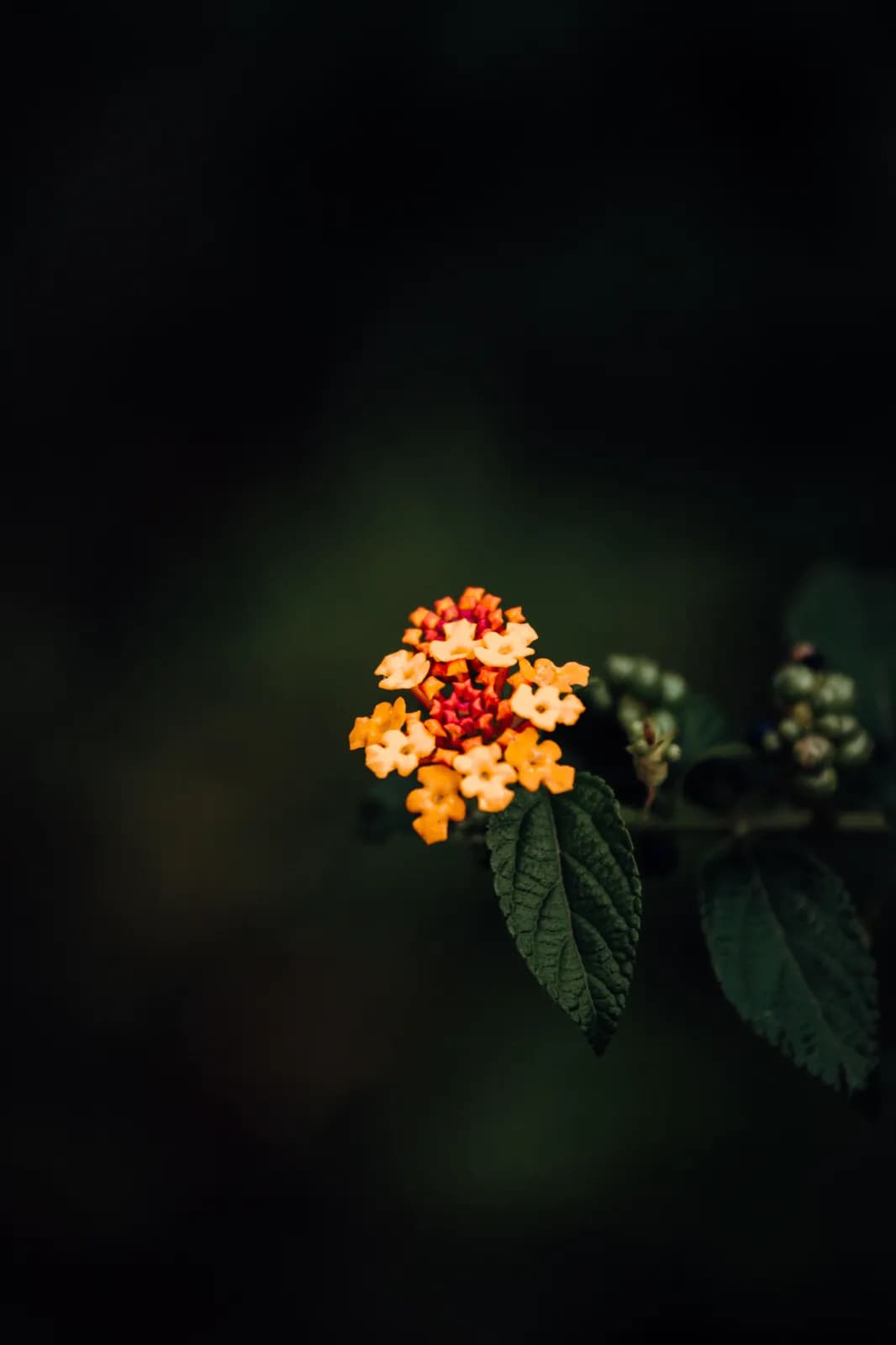 Vibrant orange and yellow lantana flower blooming in a dark garden setting