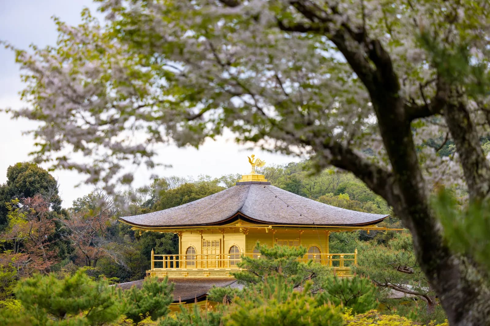 Golden pavilion temple in kyoto surrounded by blooming cherry blossoms in spring season