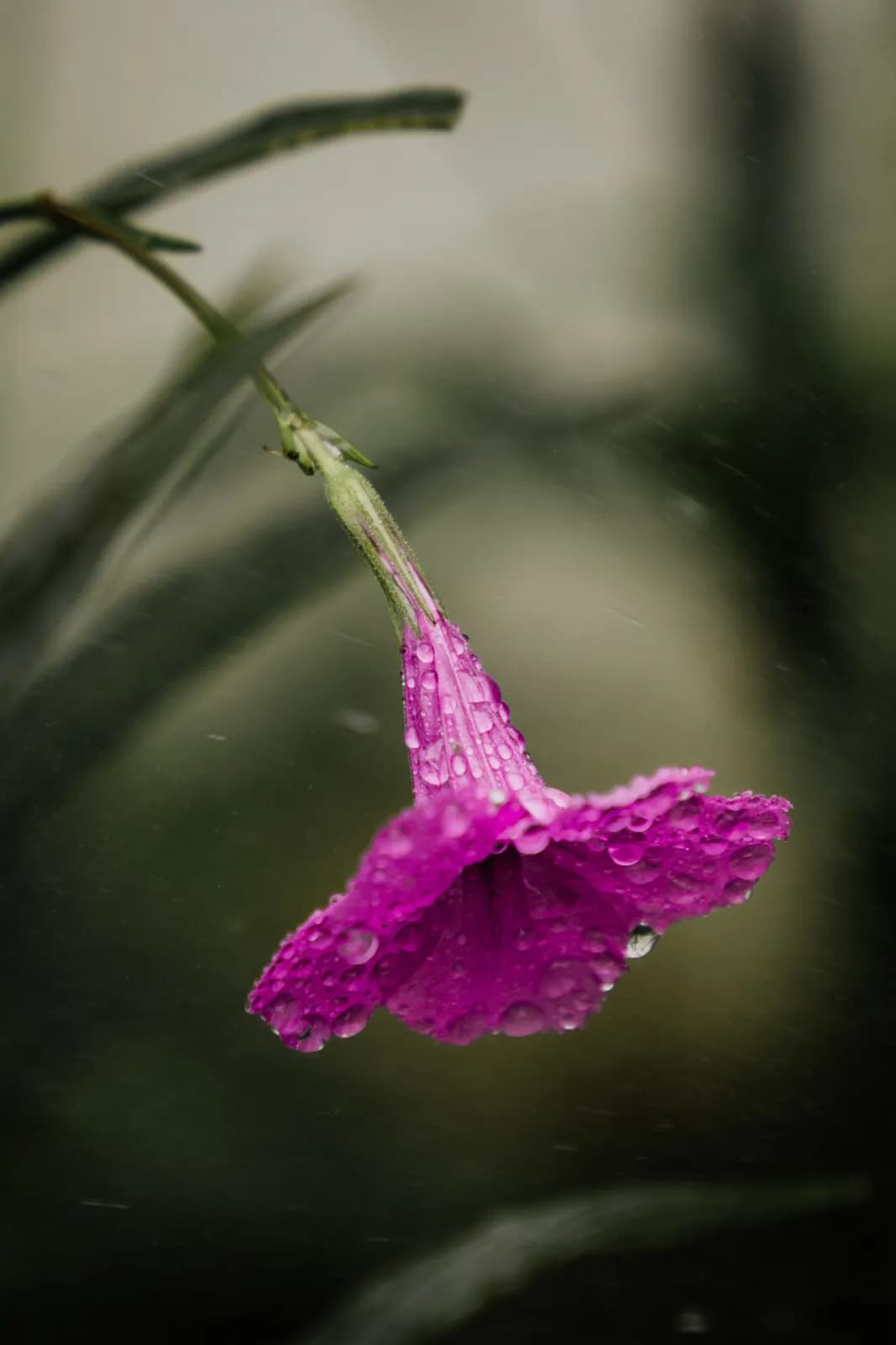Vibrant purple flower with rain droplets in a garden setting during a rainy spring day close up