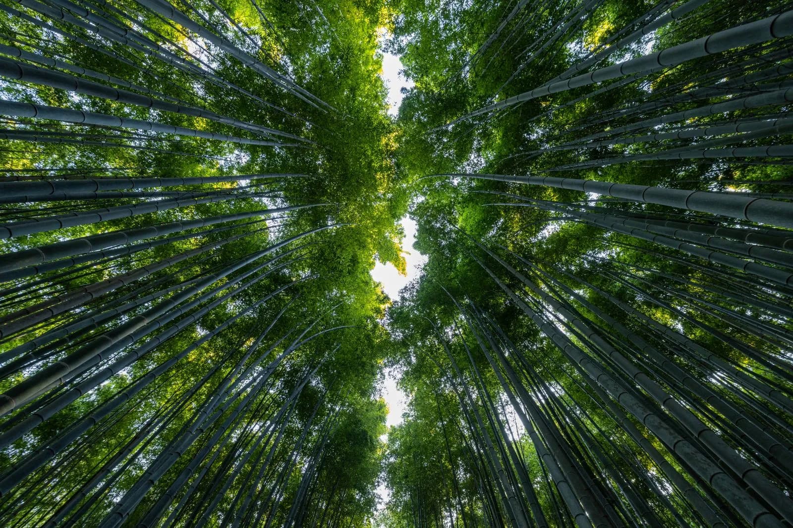 Low angle view of tall green bamboo forest stalks reaching towards the bright sky in japan