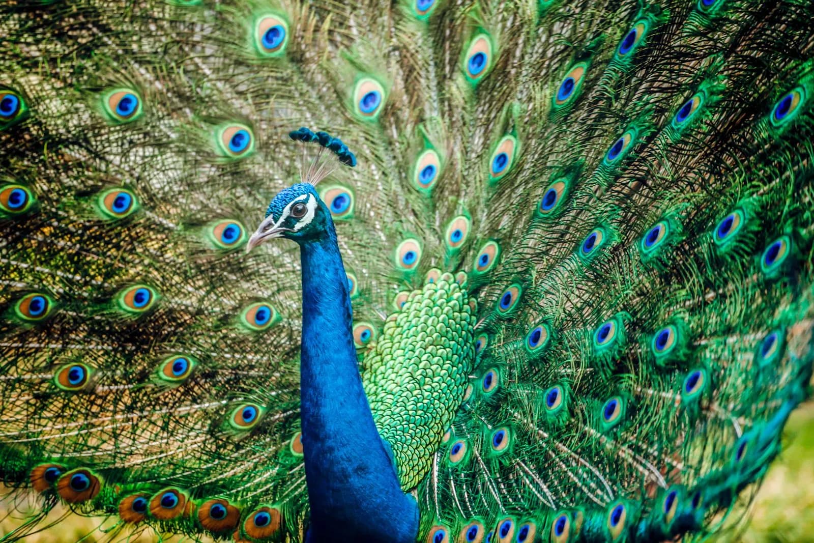 Majestic peacock displaying vibrant feathers in natural outdoor setting