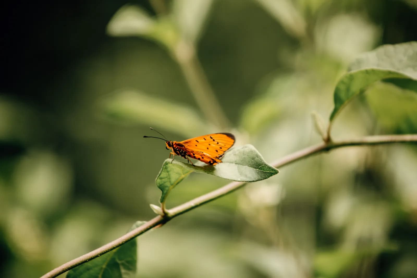 Orange butterfly resting on a green leaf in a natural garden setting during a sunny spring day