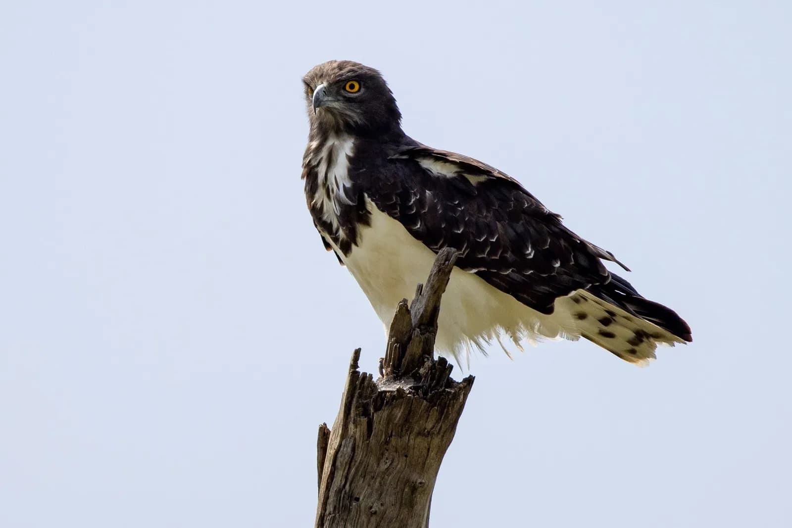 Majestic martial eagle perched on a dead tree branch against a clear blue sky background
