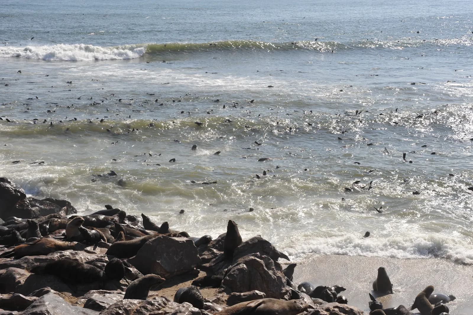 Large colony of wild fur seals swimming and resting on rocky ocean coastline in south africa