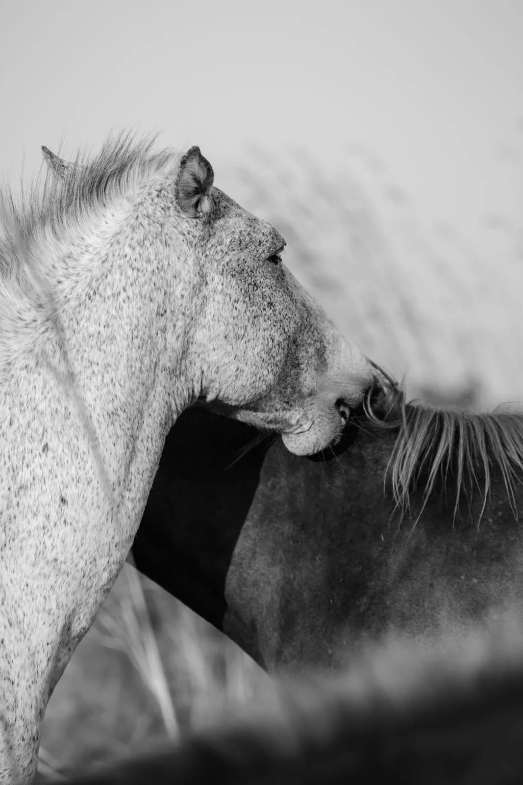 Two horses grooming each other in a field during a peaceful moment in black and white