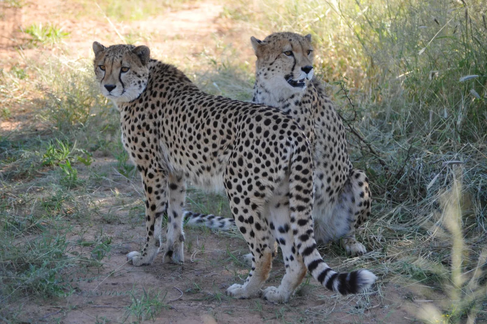 Two wild cheetahs standing together in the african savanna during a sunny day in the wilderness