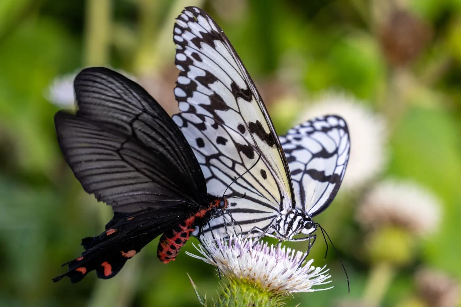 Two black and white butterflies resting on delicate green flower in nature