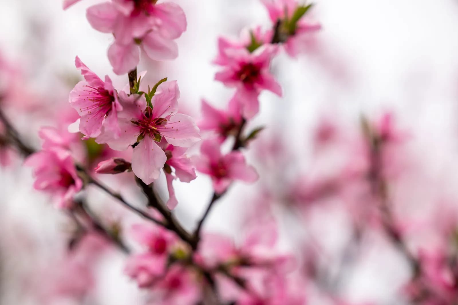 Pink peach blossoms blooming on tree branches in spring season