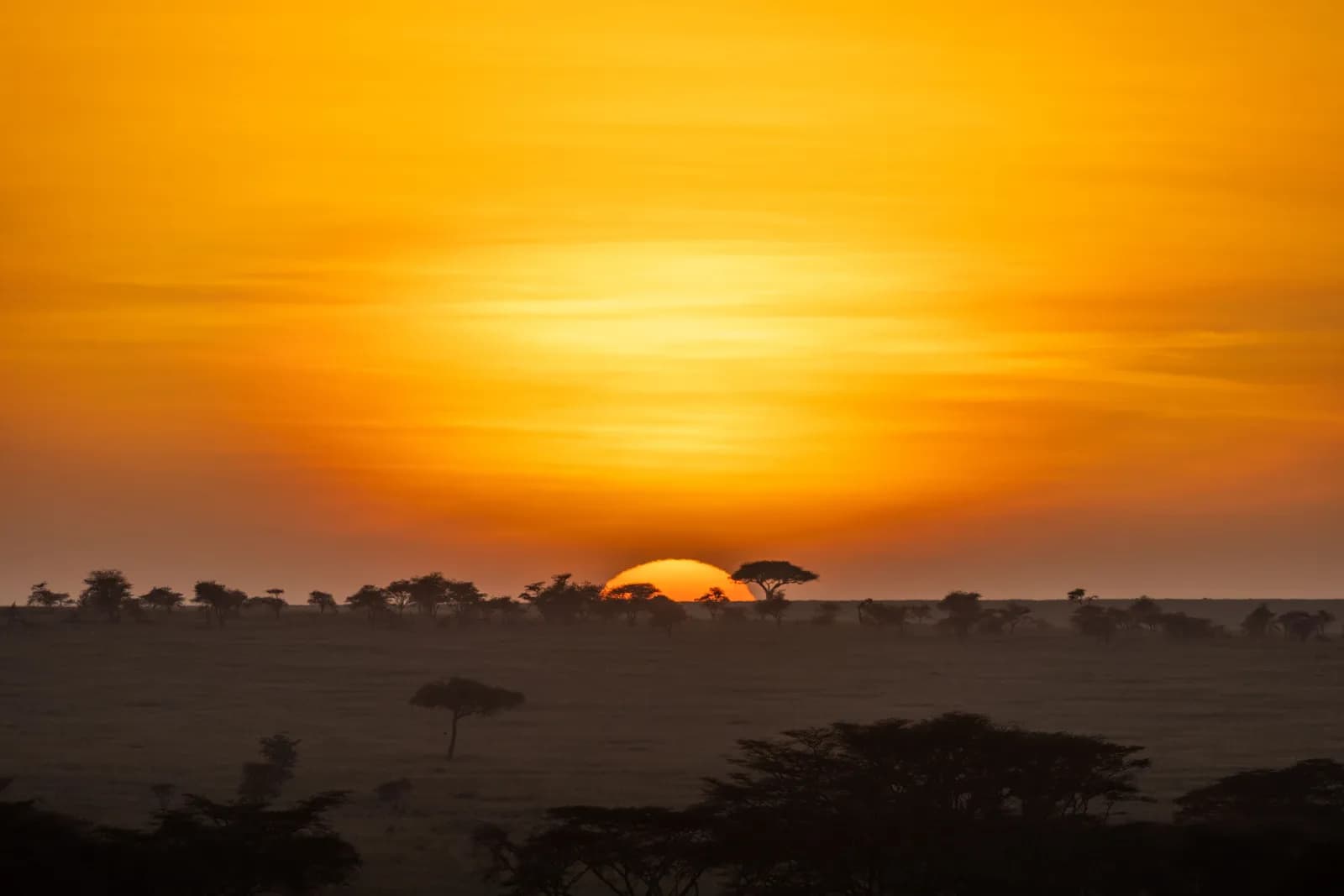 Golden sunset over african savanna landscape with acacia trees in silhouette