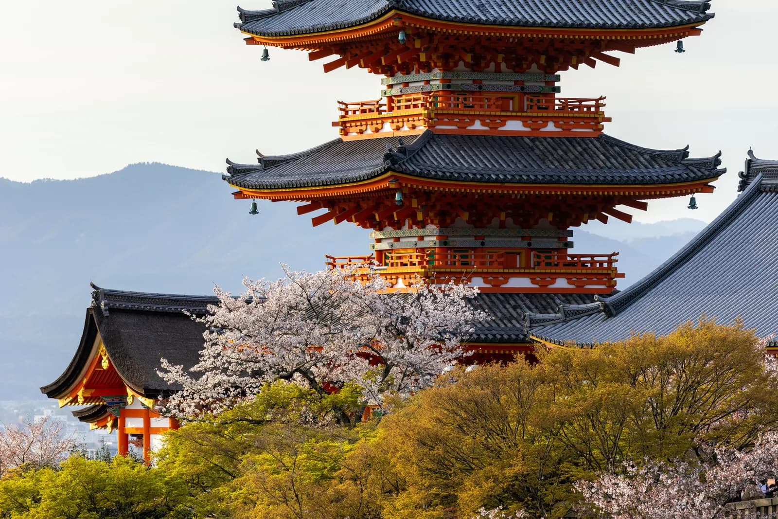 Traditional japanese pagoda temple with blooming cherry blossoms in kyoto spring season