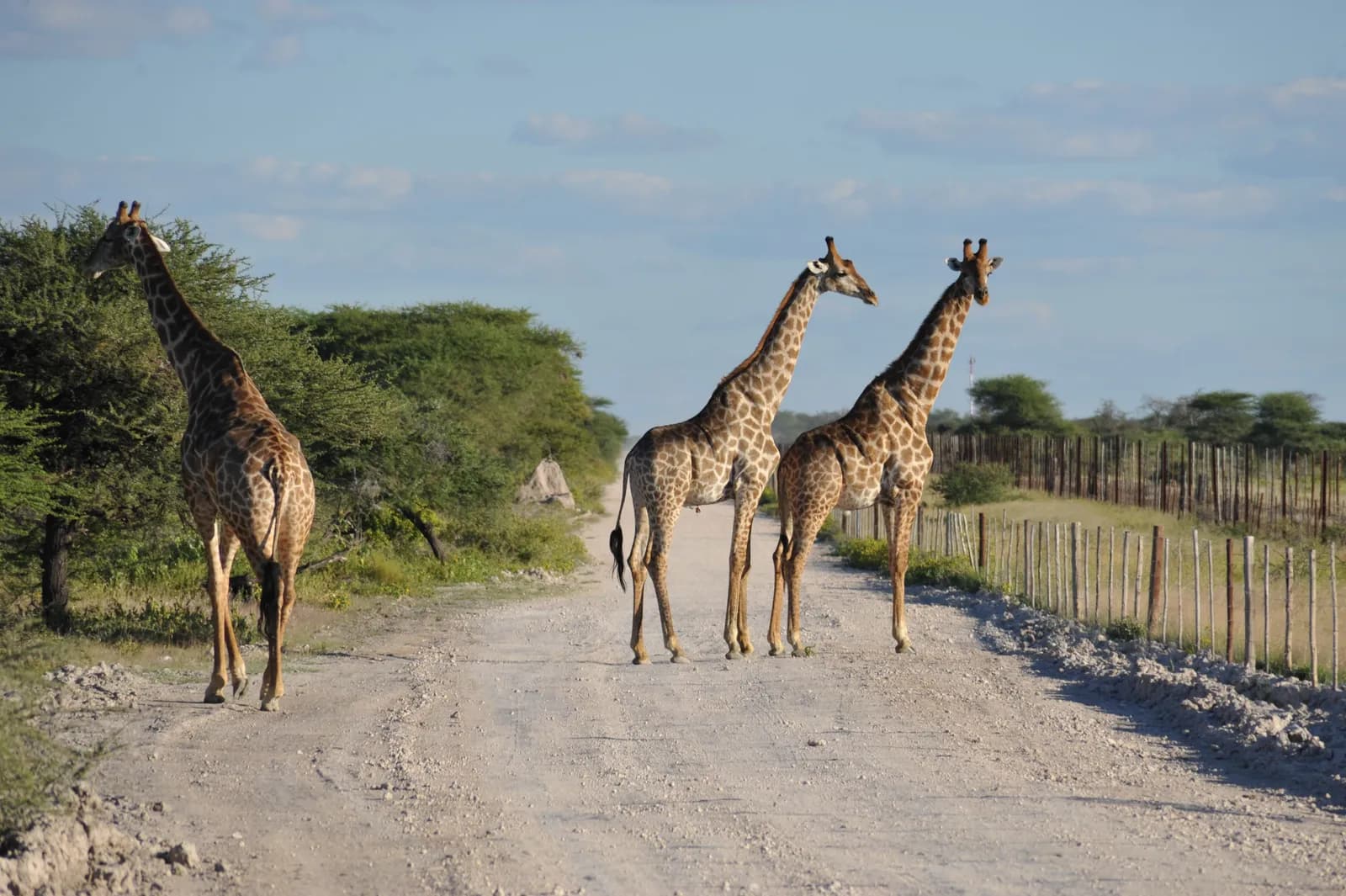 Three giraffes walking on a dirt road in the african savanna during a sunny day