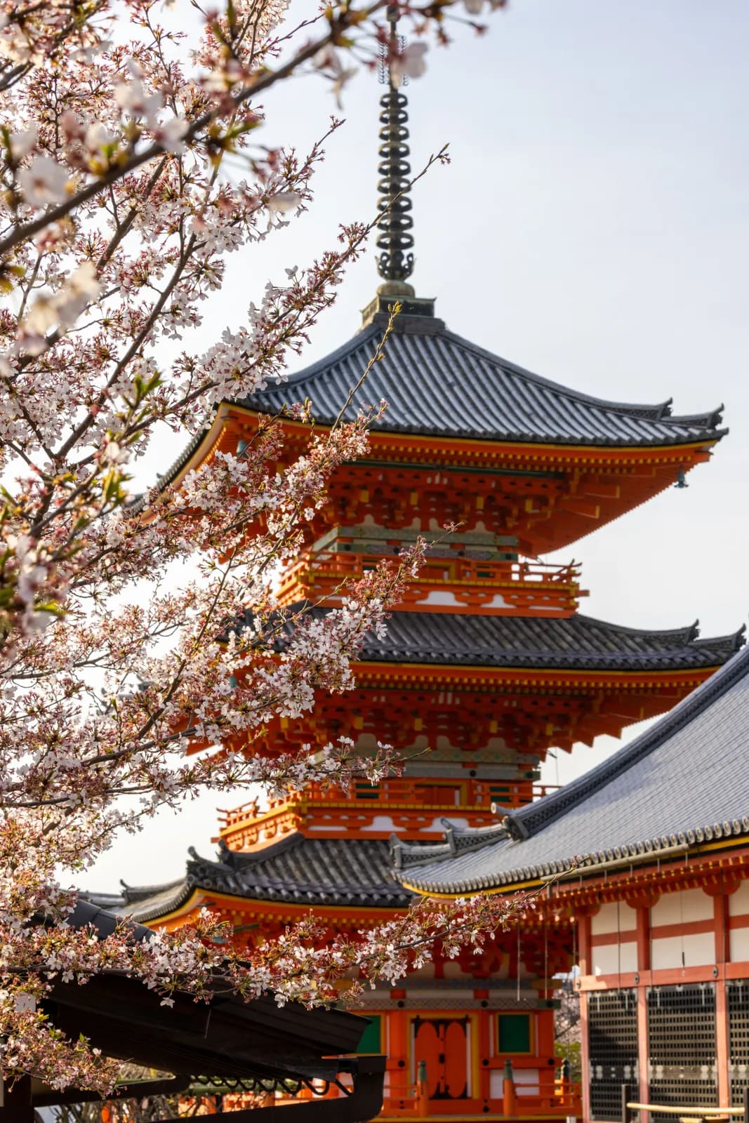Traditional japanese pagoda temple with blooming cherry blossoms in spring season