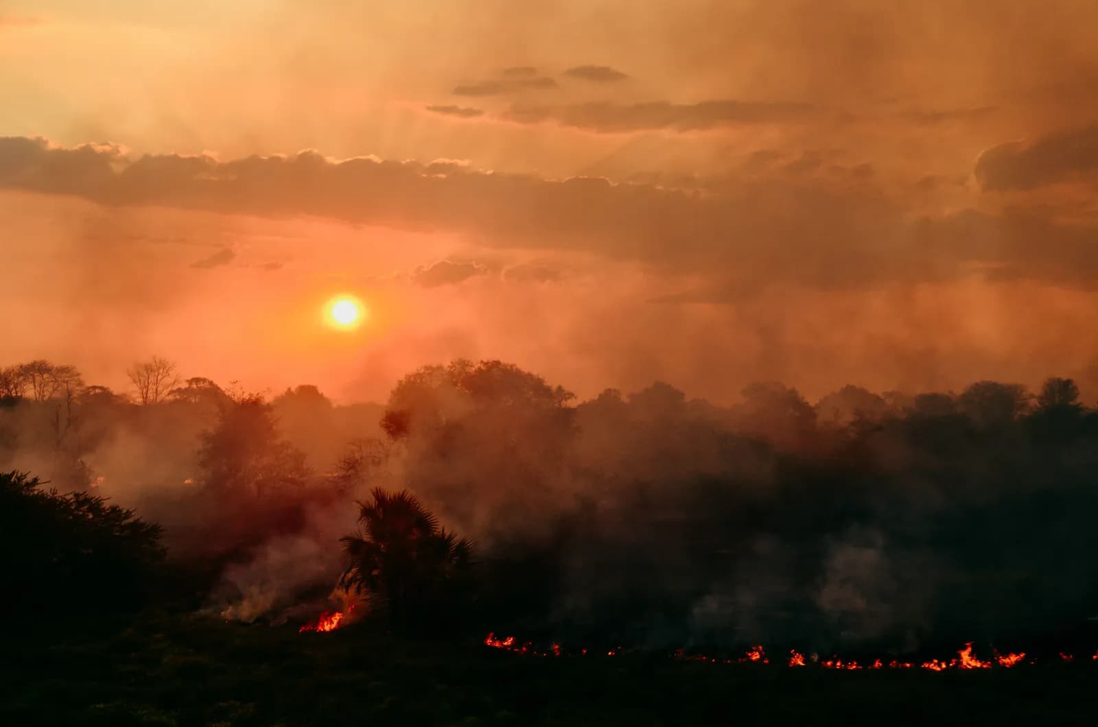 Wildfire burning through dense forest at sunset with dramatic smoke and glowing embers