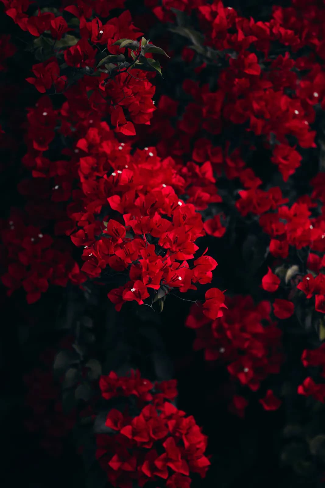 Vibrant red bougainvillea flowers blooming in a lush garden setting for natural floral background