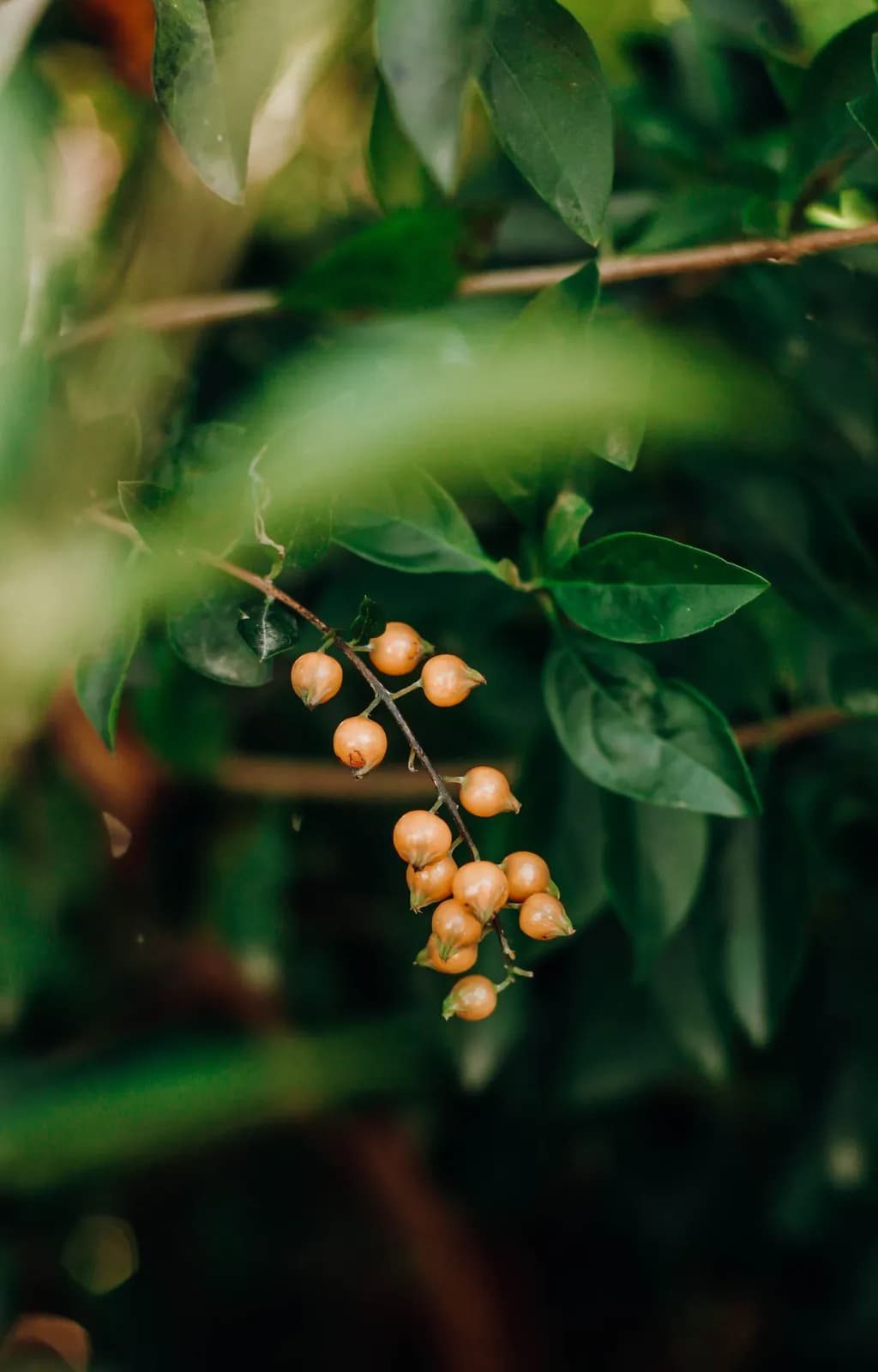 Small orange berries hanging from a green plant branch in a natural garden setting