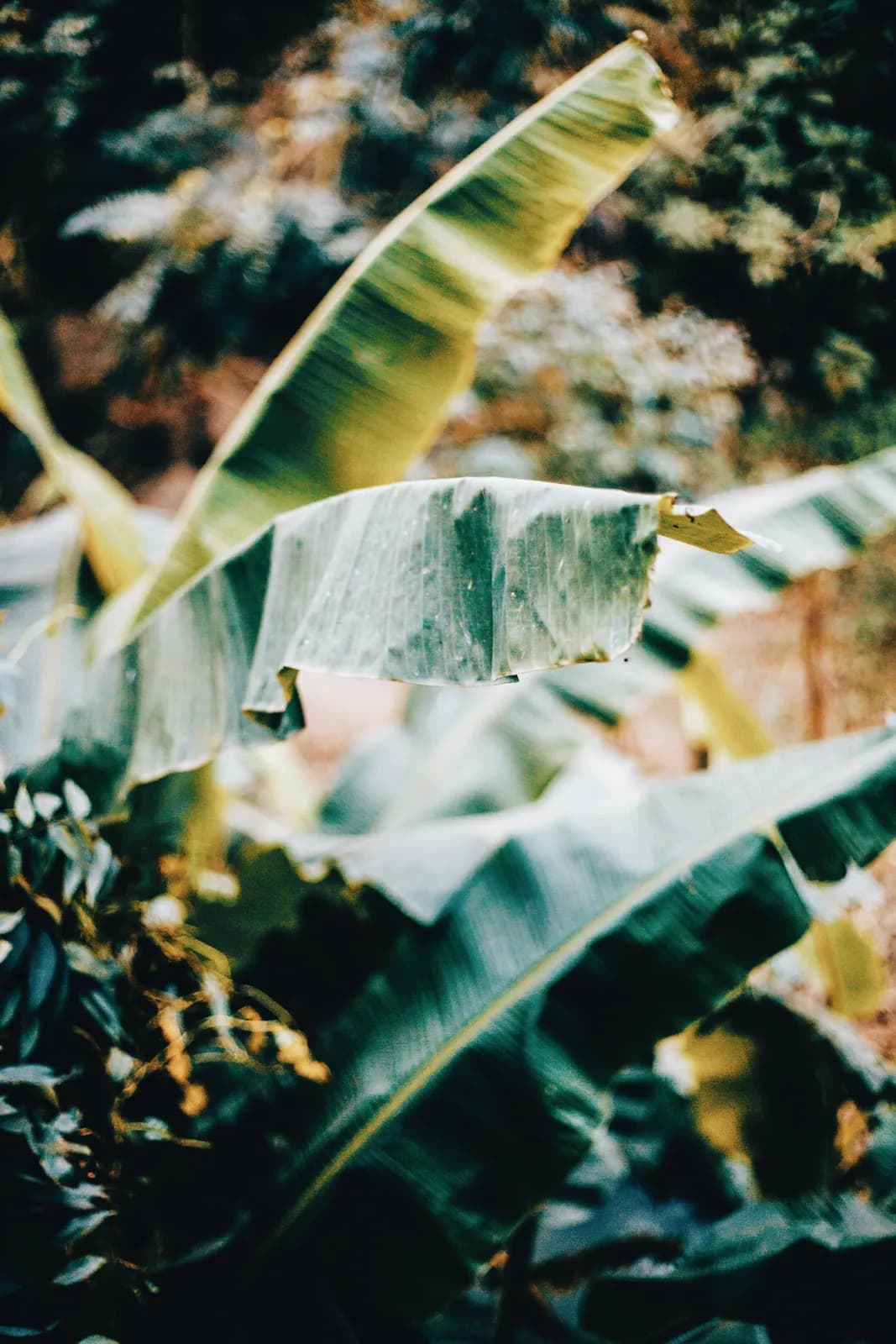 Close up of banana leaf with frost or dew in natural forest setting