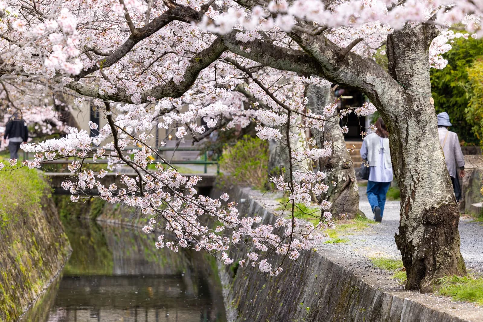 People walking along a canal under blooming cherry blossom trees in spring season in japan