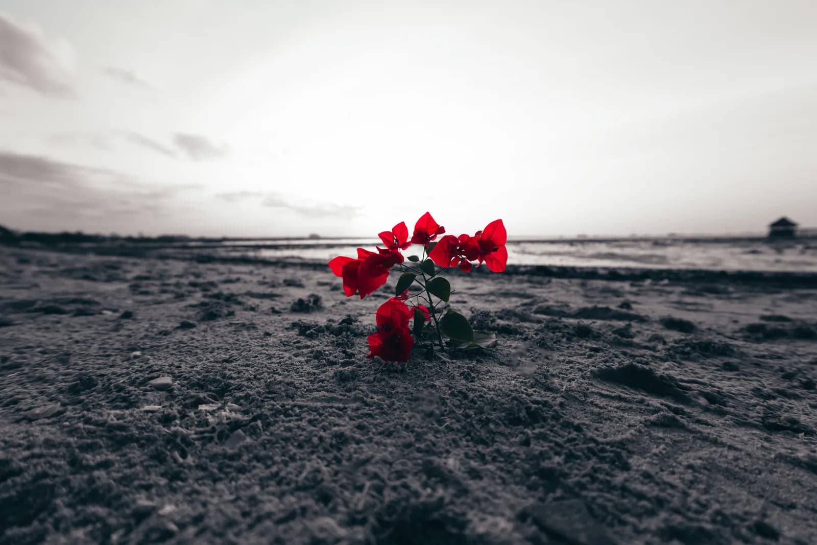Vibrant red bougainvillea flower growing alone on a dark sandy beach at sunset