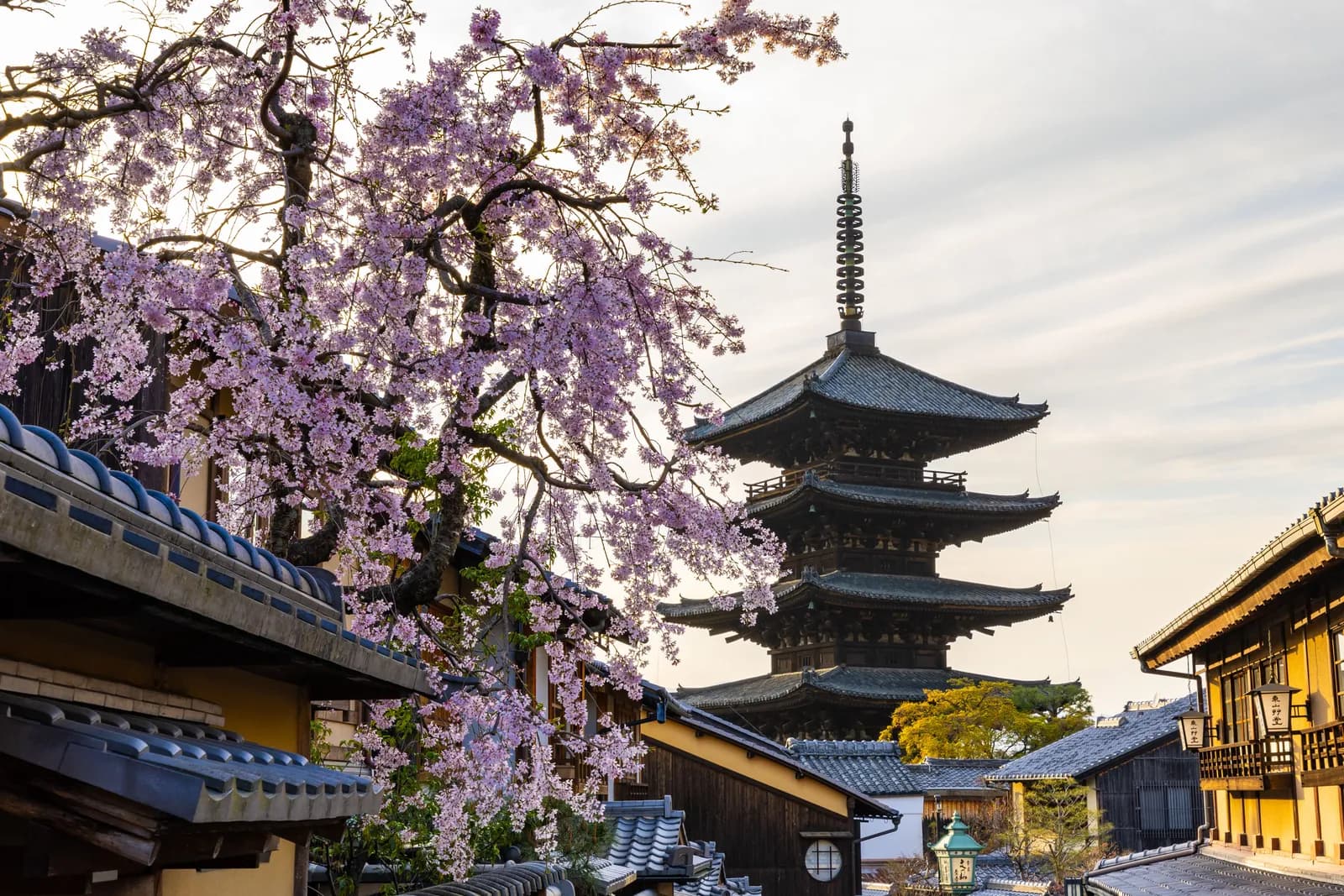 Traditional japanese pagoda temple with blooming cherry blossoms in kyoto during spring season