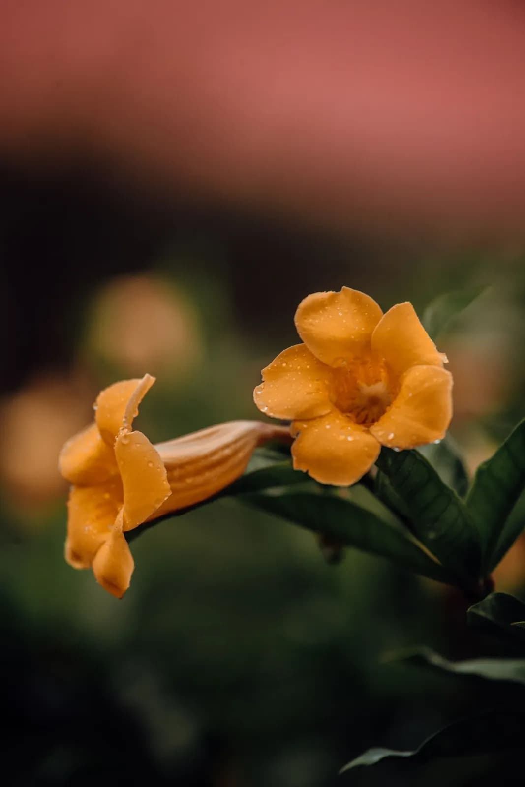 Two vibrant yellow allamanda flowers with water droplets in a natural garden setting