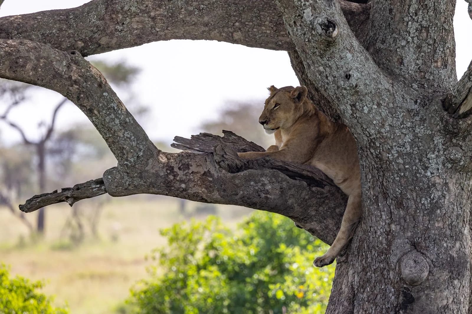 Lioness resting on tree branch in African savanna landscape