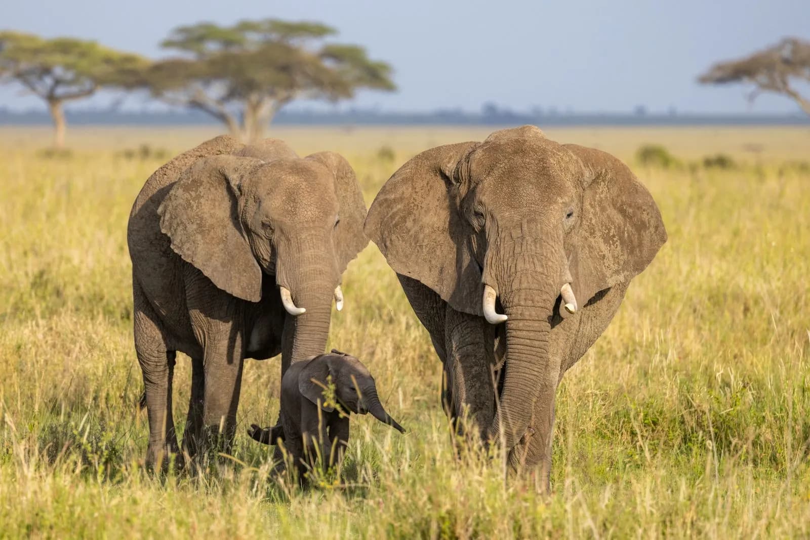 African elephant family walking through the grassy savanna landscape in kenya