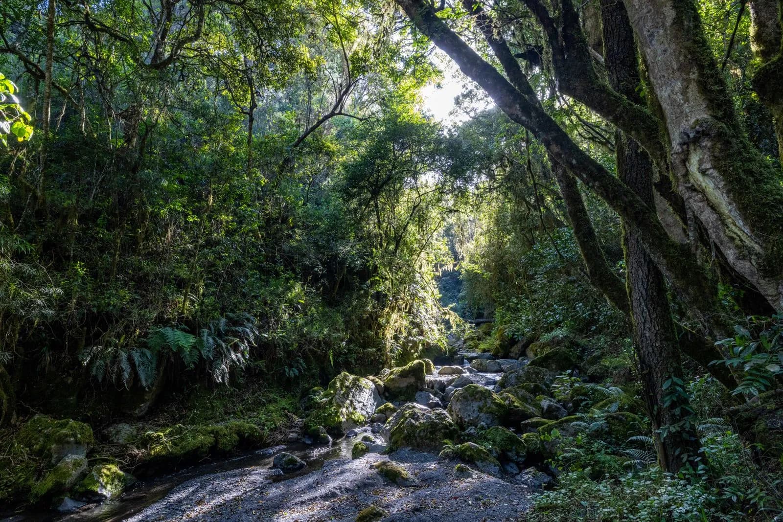 Sunlight filtering through lush green rainforest trees over a rocky mountain stream in nature