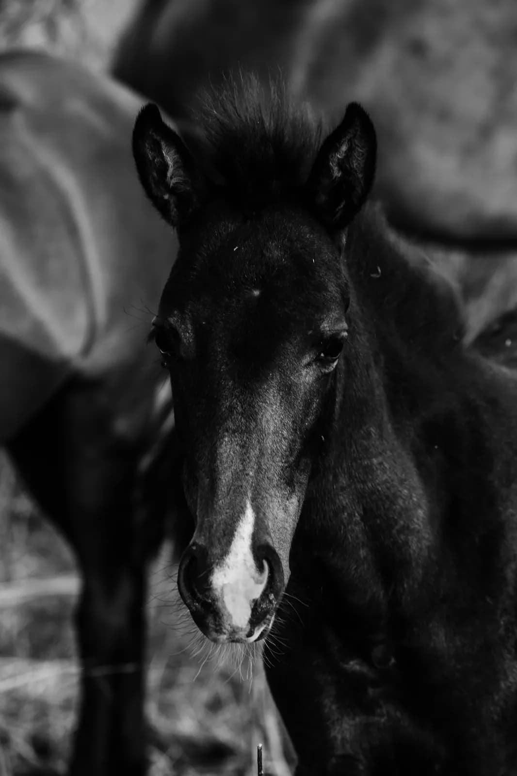 Black horse with saddle in stable interior close up portrait