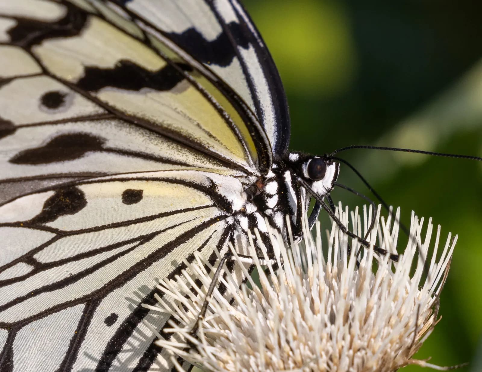 Macro close up of a paper kite butterfly feeding on a white flower in a natural garden setting