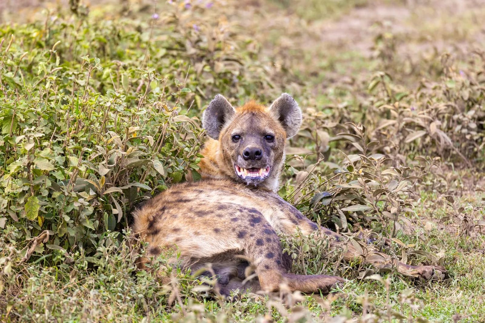 Spotted hyena resting in the african savanna grass looking at camera with open mouth showing teeth