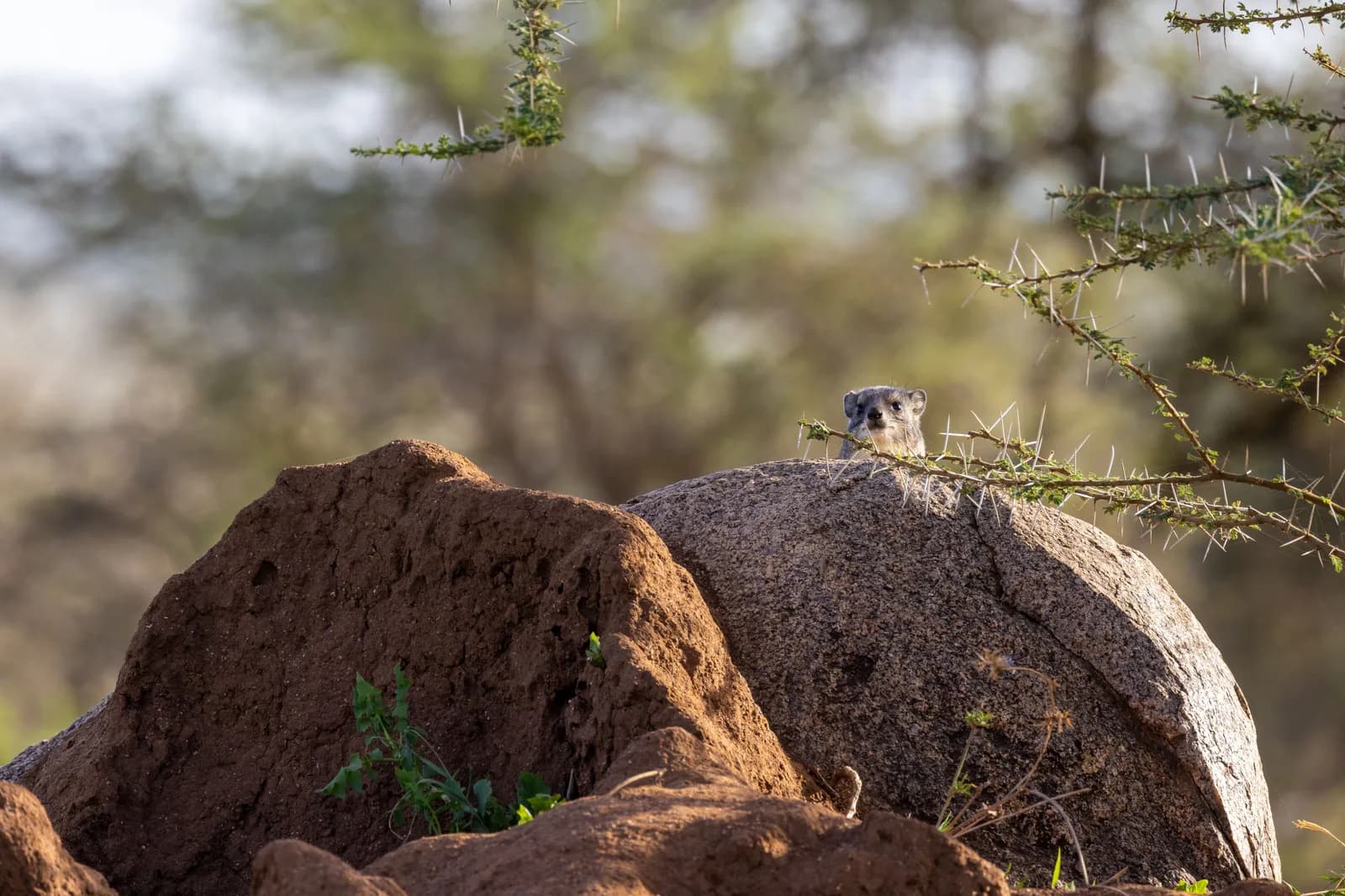 Wild rock hyrax peeking from behind a large stone in the african savanna wilderness habitat