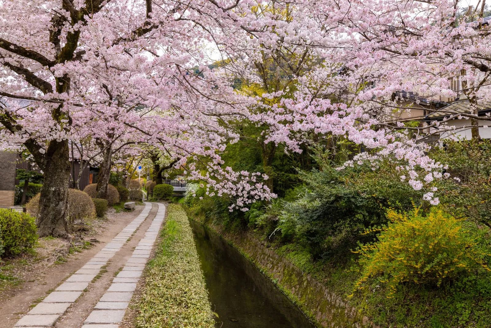 Scenic stone path along a canal lined with blooming cherry blossom trees in spring season