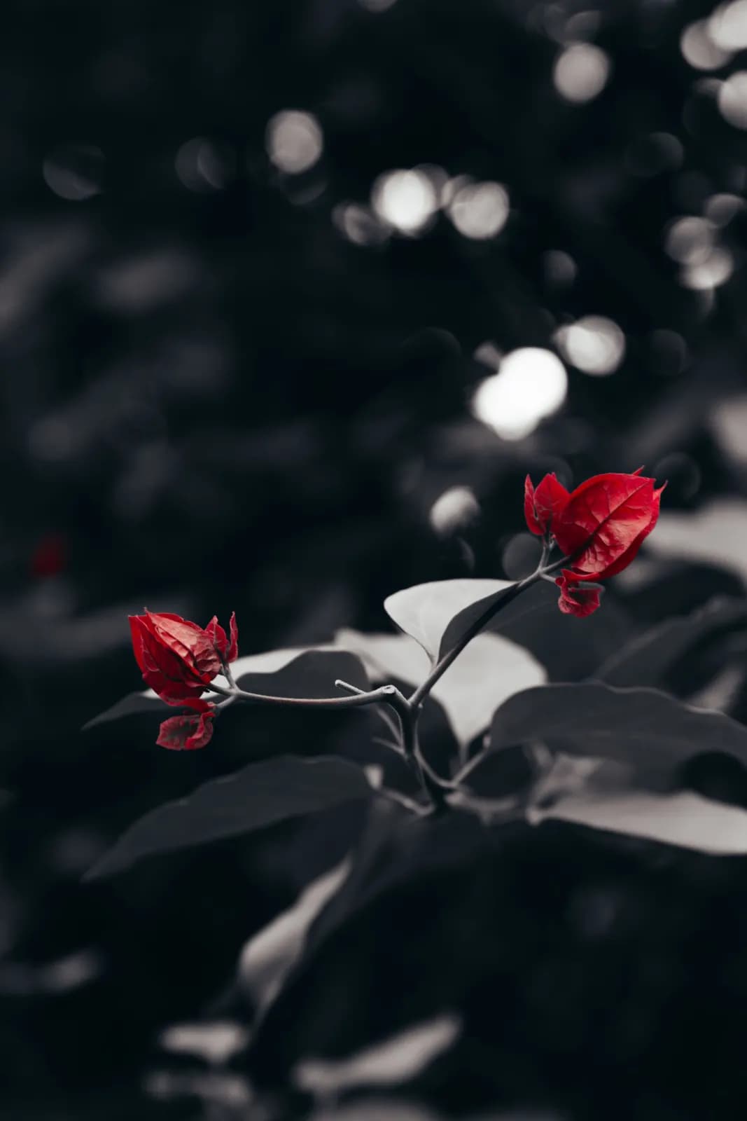 Vibrant red bougainvillea flowers isolated on a dark moody blurred background for nature concepts
