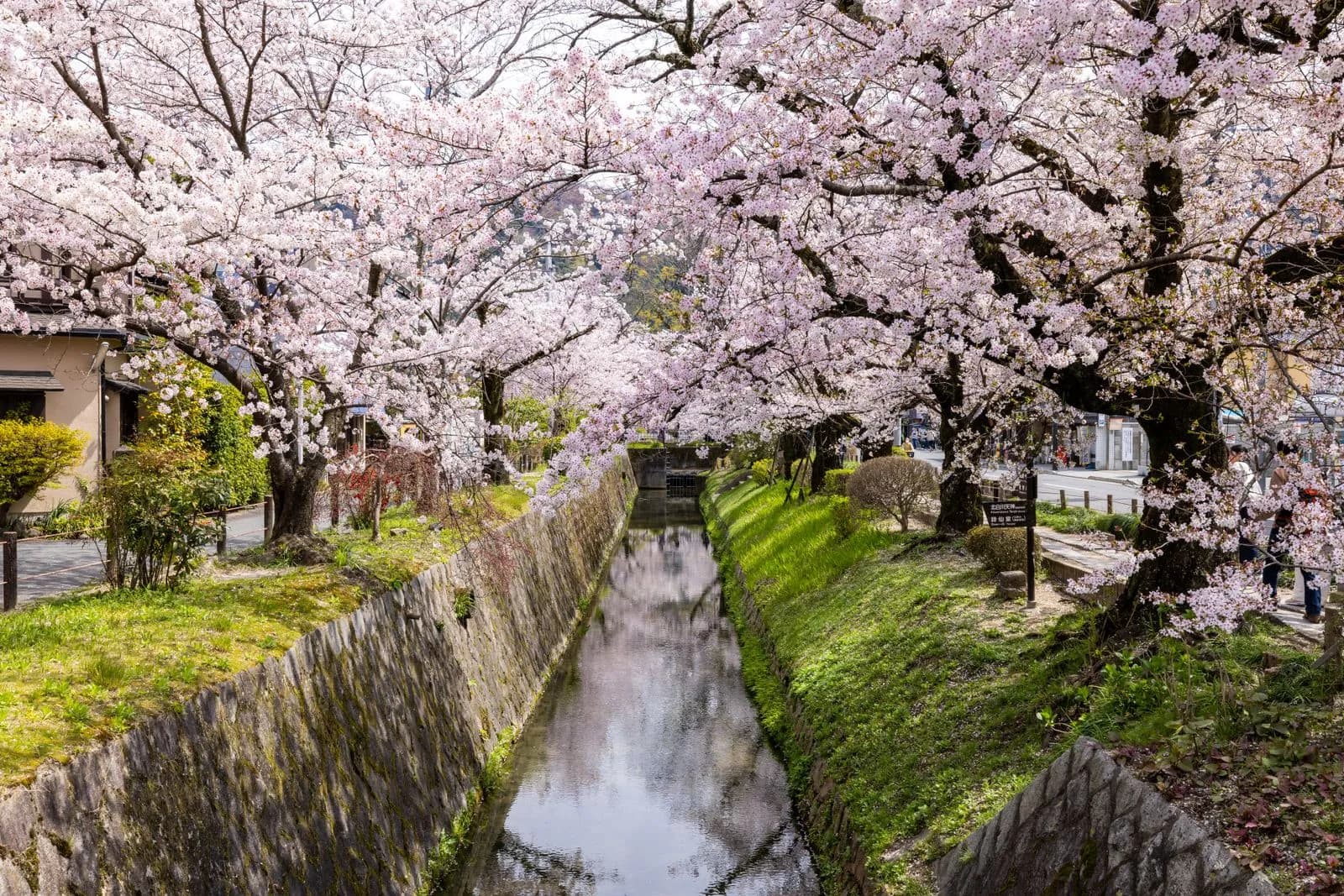 Cherry blossom trees in full bloom along a peaceful canal in japan during spring season