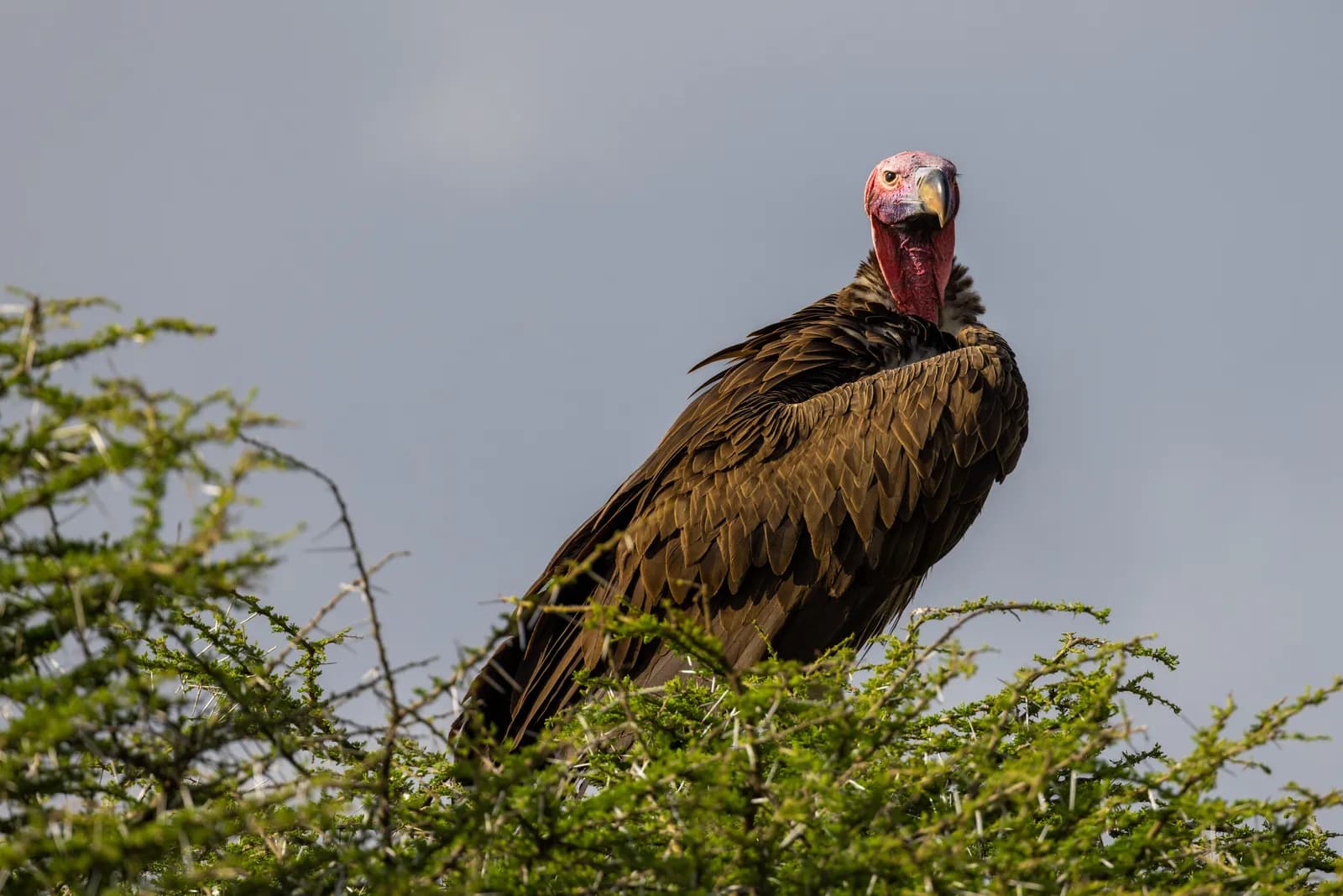 Lappet faced vulture perched on top of an acacia tree in the african savanna wilderness