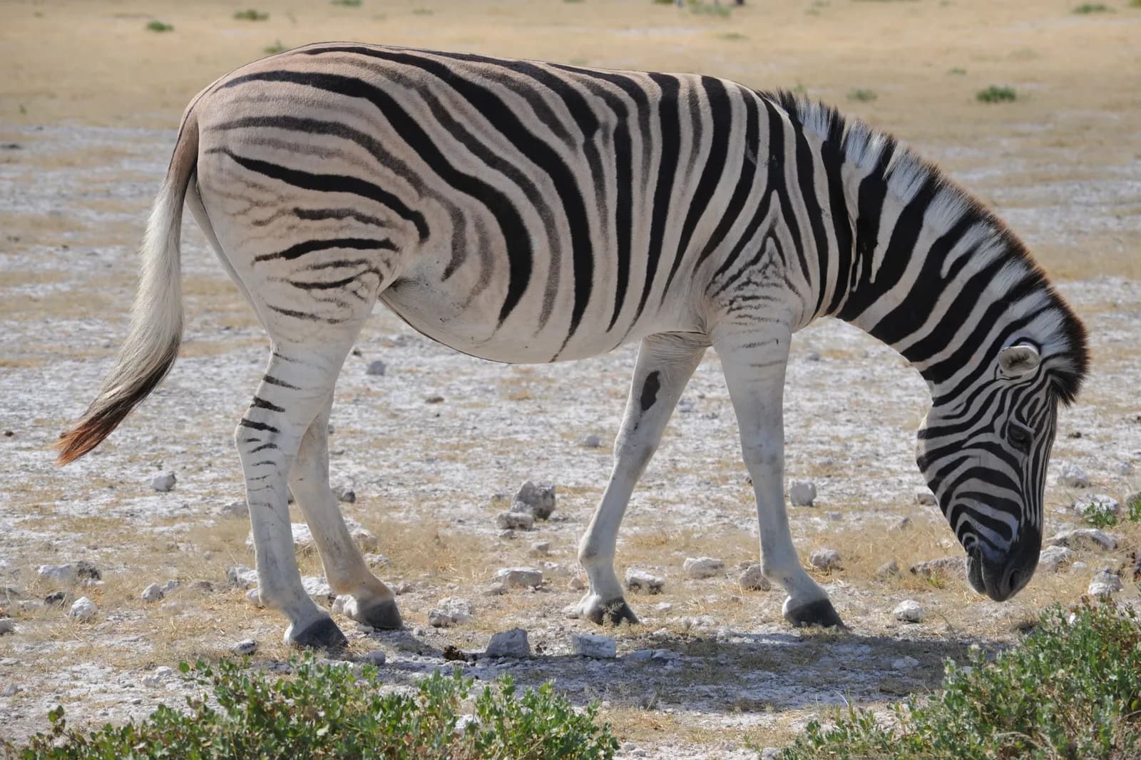 Wild plains zebra grazing on dry savanna grass in a natural african wildlife habitat environment