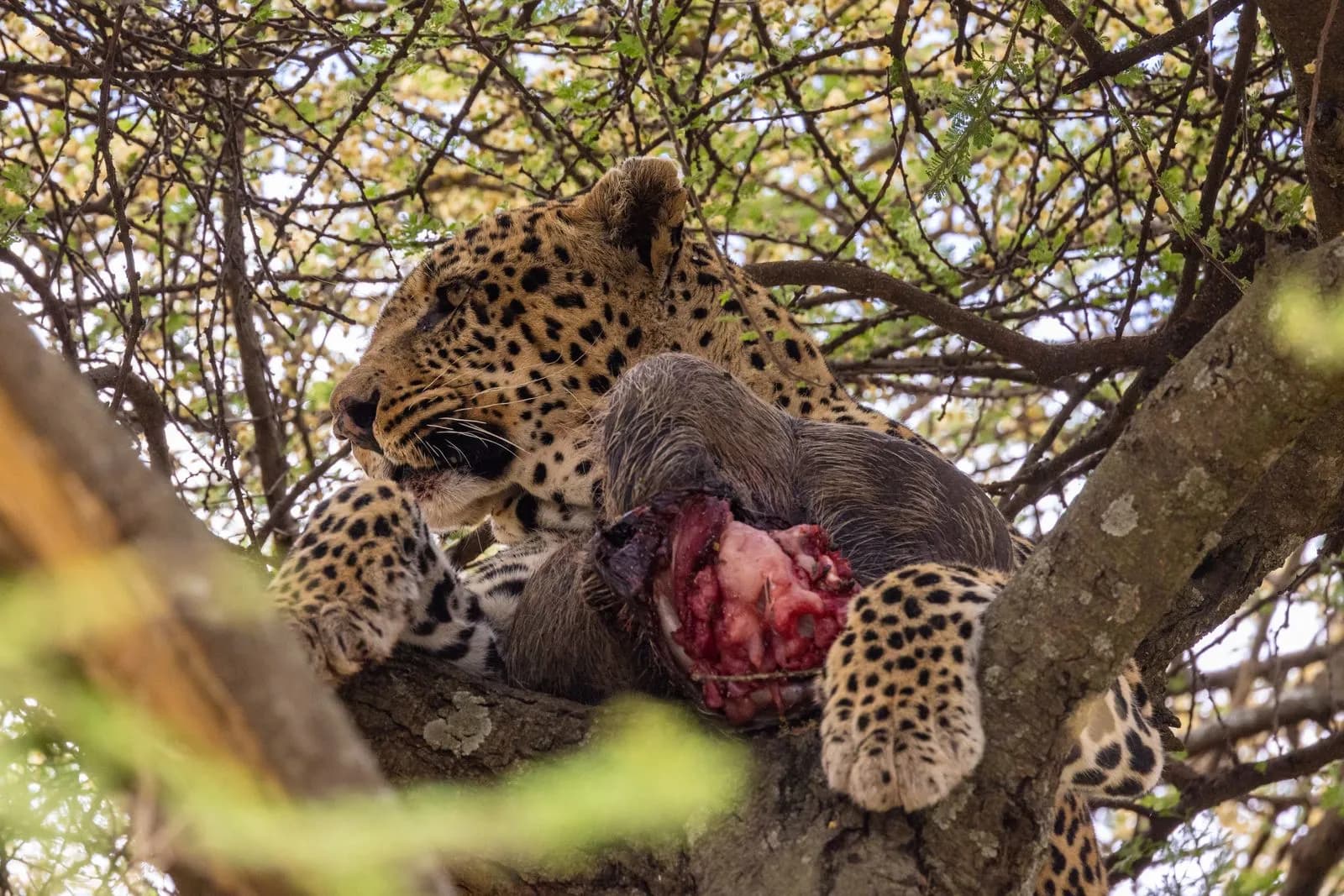 Wild leopard resting in a tree with its prey after a successful hunt in the african savanna