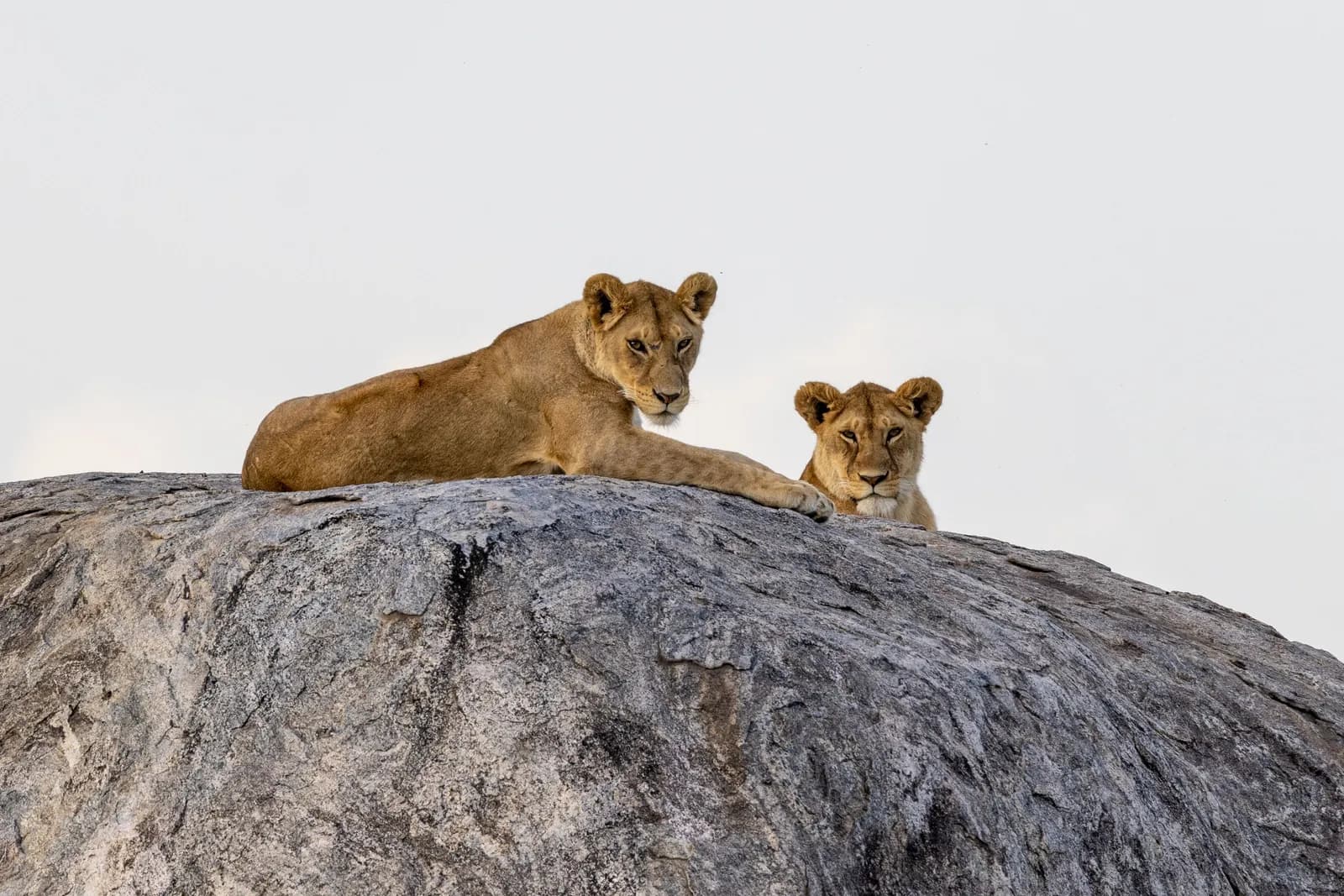 Two african lionesses resting on a large granite rock in the savannah wilderness