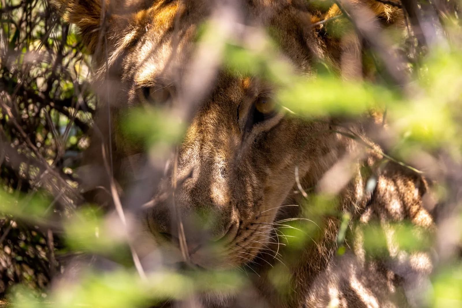 Wild lioness hiding in thick green bushes looking through foliage in african savanna wilderness