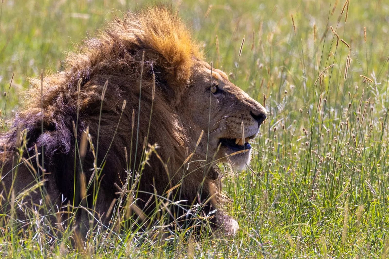 Majestic male lion resting in the tall green grass of the african savanna wilderness